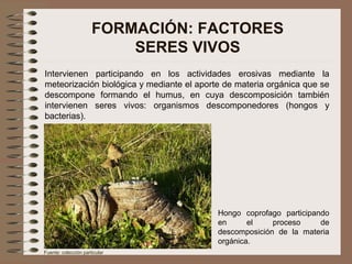 FORMACIÓN: FACTORES
SERES VIVOS
Intervienen participando en los actividades erosivas mediante la
meteorización biológica y mediante el aporte de materia orgánica que se
descompone formando el humus, en cuya descomposición también
intervienen seres vivos: organismos descomponedores (hongos y
bacterias).
Hongo coprofago participando
en el proceso de
descomposición de la materia
orgánica.
Fuente: colección particular
 