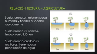 RELACIÓN TEXTURA – AGRICULTURA
Suelos arenosos: reienen poca
humeda y tiendes a secarse
rápidamente
Suelos francos y francoslimoso: suelo idóneo
Suelos franco-arcillosos y
arcillosos: tienen poca
penetración de agua

 