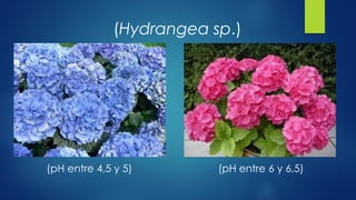 (Hydrangea sp.)

(pH entre 4,5 y 5)

(pH entre 6 y 6,5)

 
