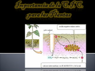 Propiedades quimicas del suelo Edafología