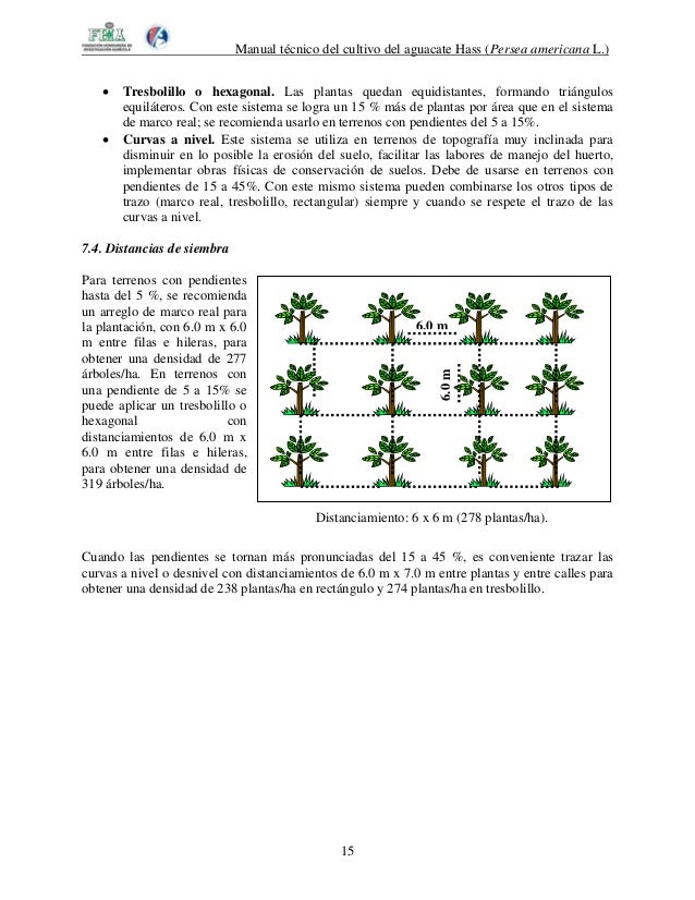 manual tecnico del cultivo de aguacate hass Manual-cultivo-aguacate-hass agroproyectos.