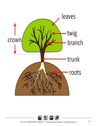 Pre-K TEACHING UNITS • www.massaudubon.org/education 37
 
