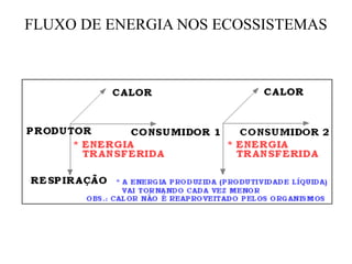 FLUXO DE ENERGIA NOS ECOSSISTEMAS
 