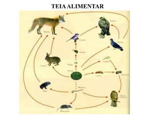 TEIA ALIMENTAR
 