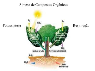 Síntese de Compostos Orgânicos




Fotossíntese                               Respiração
 