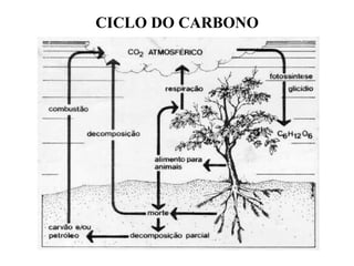 CICLO DO CARBONO
 