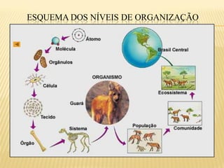 ESQUEMA DOS NÍVEIS DE ORGANIZAÇÃO
 