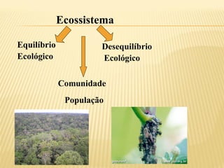 Ecossistema

Equilíbrio            Desequilíbrio
Ecológico             Ecológico

             Comunidade
              População
 