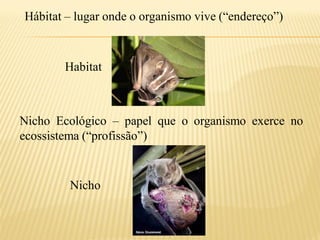 Hábitat – lugar onde o organismo vive (“endereço”)



       Habitat



Nicho Ecológico – papel que o organismo exerce no
ecossistema (“profissão”)


        Nicho
 