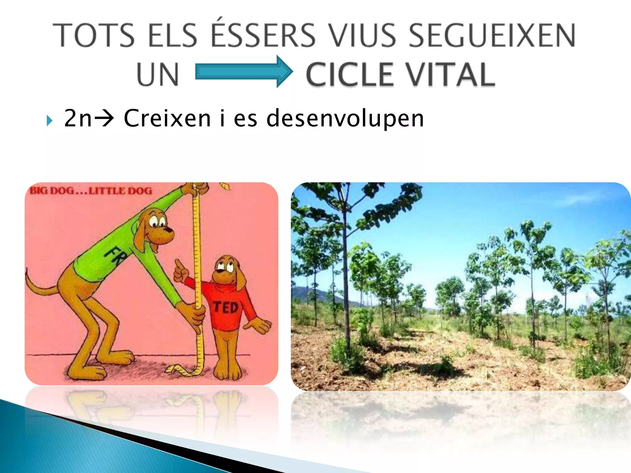 Nutrició per nodrir-se necessiten alimentar-se, respirar i eliminar els residus.TOTS ELS ÉSSERS VIUS REALITZEN UNES            FUNCIONS VITALS