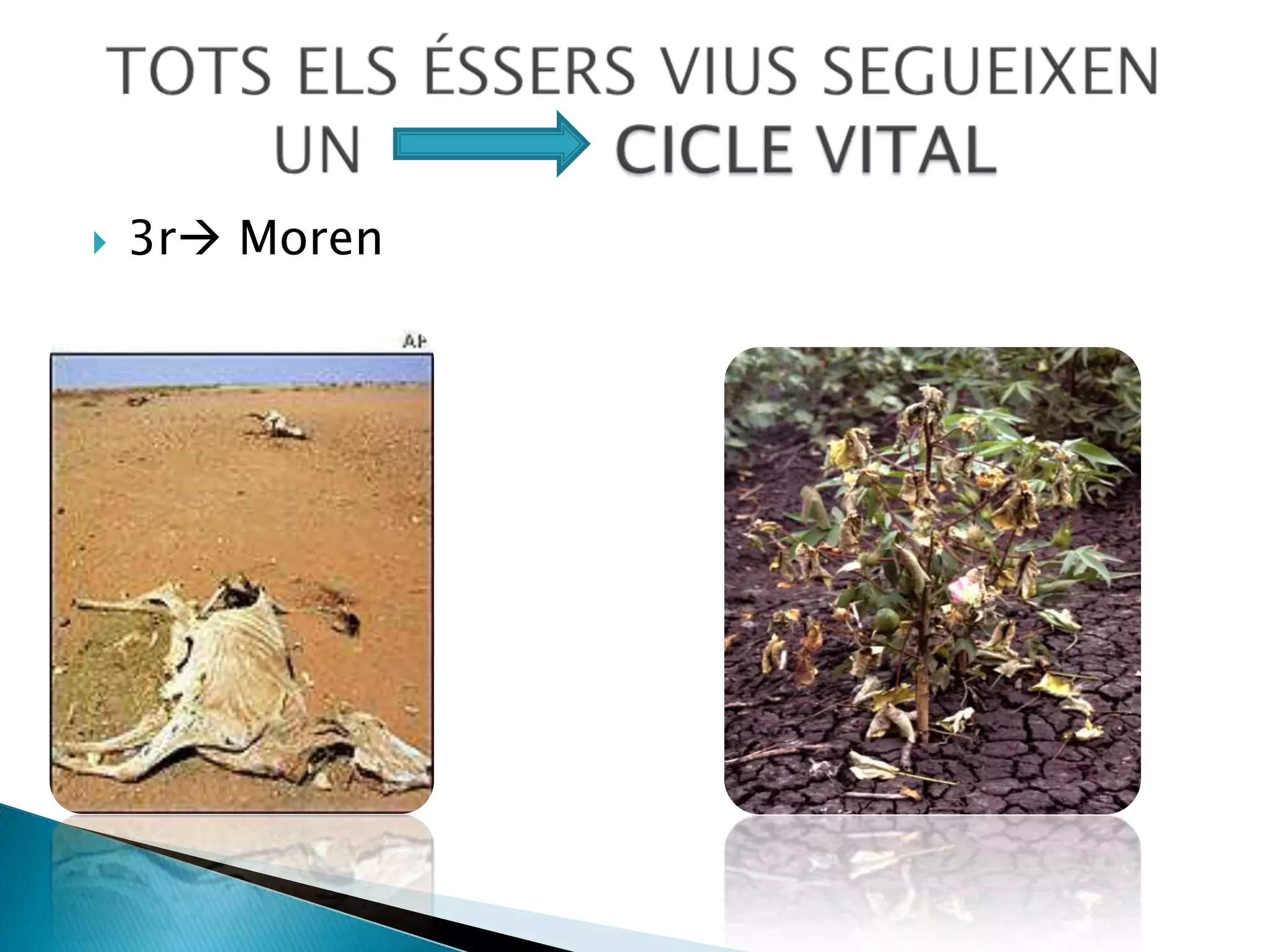 Relació es relacionen amb el medi on viuen i amb els altres éssers vius.TOTS ELS ÉSSERS VIUS REALITZEN UNES            FUNCIONS VITALS