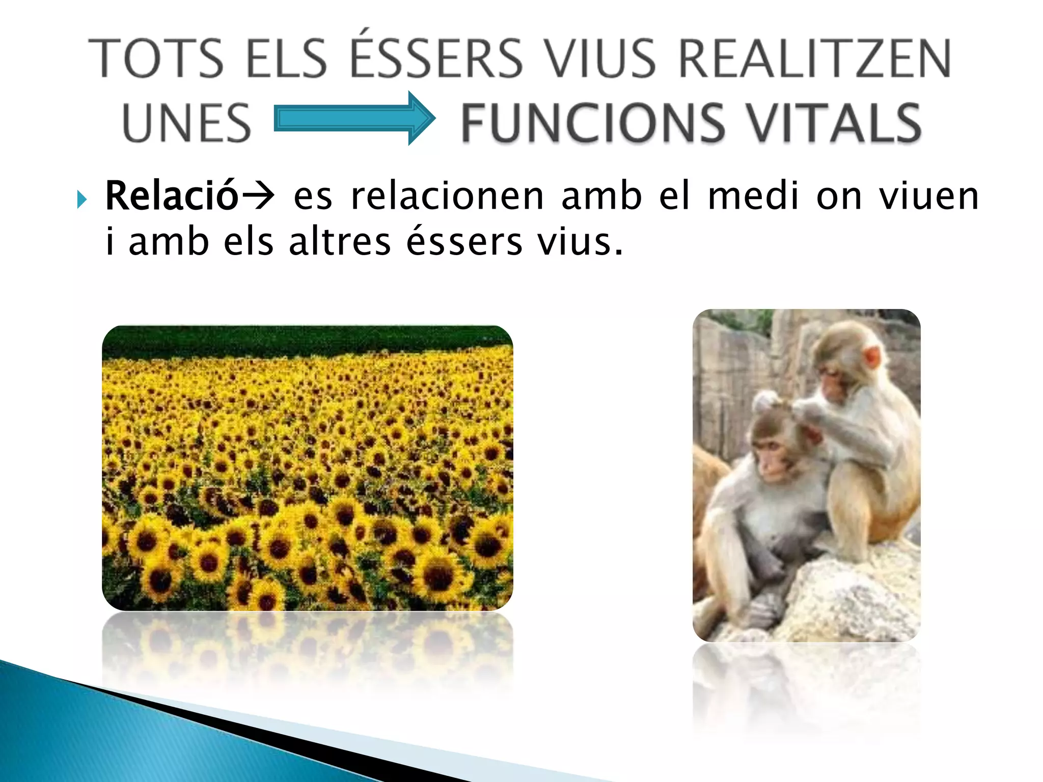 Al nostre voltant hi ha éssers vius, com ara les persones, els animals o les plantes, i éssers inerts com ara la sorra o un banc, que no te vida.	Entre els éssers inerts o elements inanimats, podem distingir:Els elements naturals, com ara la sorra, les roques, l’aigua i l’aire.