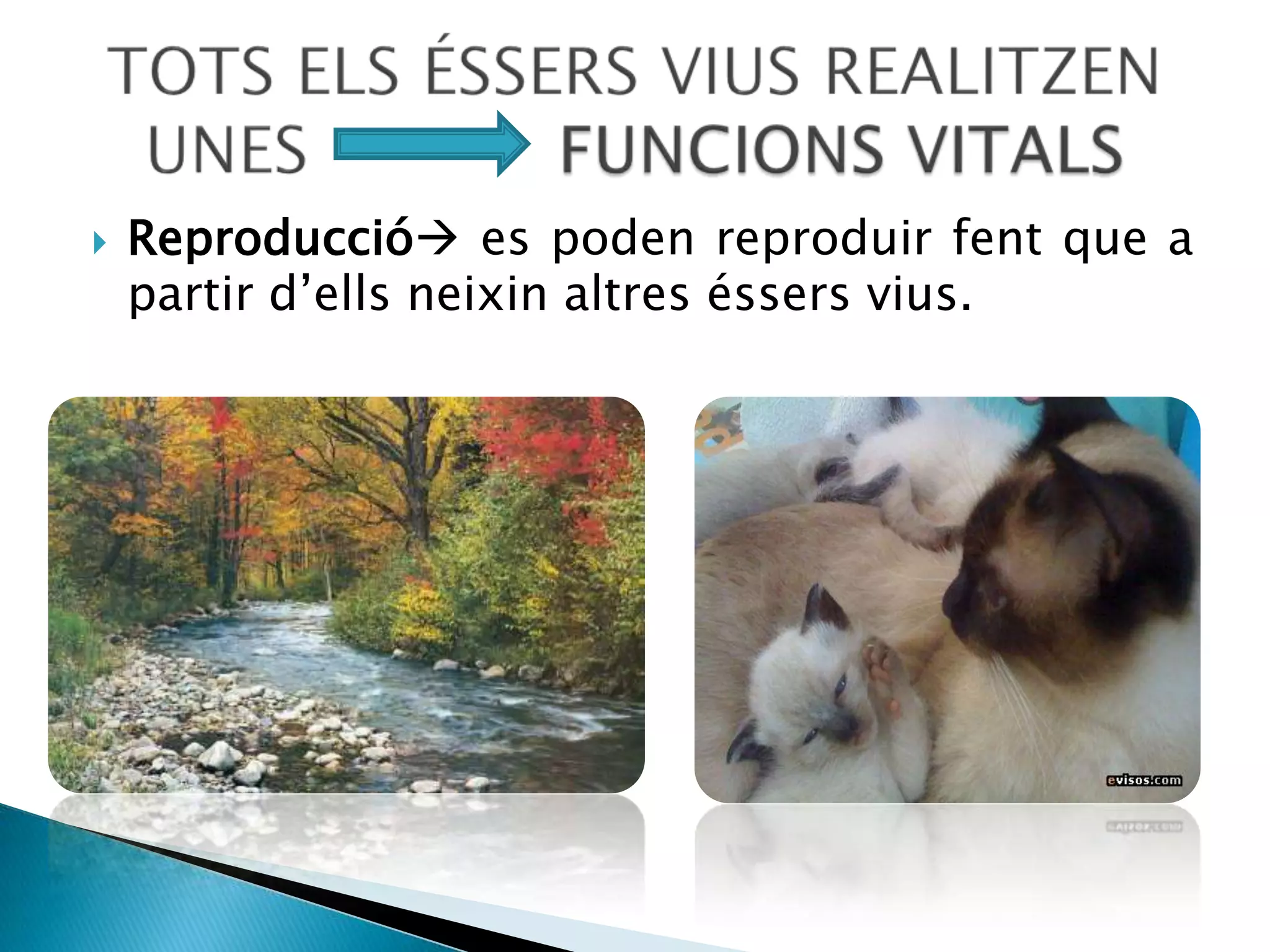 Els objectes, com els bancs, el tobogan o la tanca, que són fets per les persones i que acostumen a tenir alguna utilitat.EL gronxador és de fusta, les cadenes són de metall i els seients són de plàstic. El metall, el plàstic i la fusta són els materials amb els quals són fetes aquests objectes.