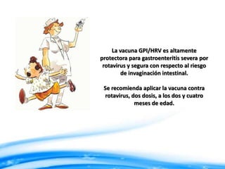 La vacuna GPI/HRV es altamente
protectora para gastroenteritis severa por
rotavirus y segura con respecto al riesgo
de invaginación intestinal.
Se recomienda aplicar la vacuna contra
rotavirus, dos dosis, a los dos y cuatro
meses de edad.

 