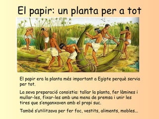 El papir: un planta per a tot El papir era la planta més important a Egipte perquè servia per tot. La seva preparació cons...