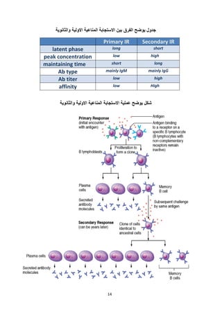 14 
 
‫والثانوية‬ ‫االولية‬ ‫المناعية‬ ‫االستجابة‬ ‫بين‬ ‫الفرق‬ ‫يوضح‬ ‫جدول‬
Secondary IRPrimary IR
shortlonglatent phase
highlowpeak concentration
longshortmaintaining time
mainly IgGmainly IgMAb type
highlowAb titer
Highlowaffinity
‫والثانوية‬ ‫االولية‬ ‫المناعية‬ ‫االستجابة‬ ‫عملية‬ ‫يوضح‬ ‫شكل‬
 
 