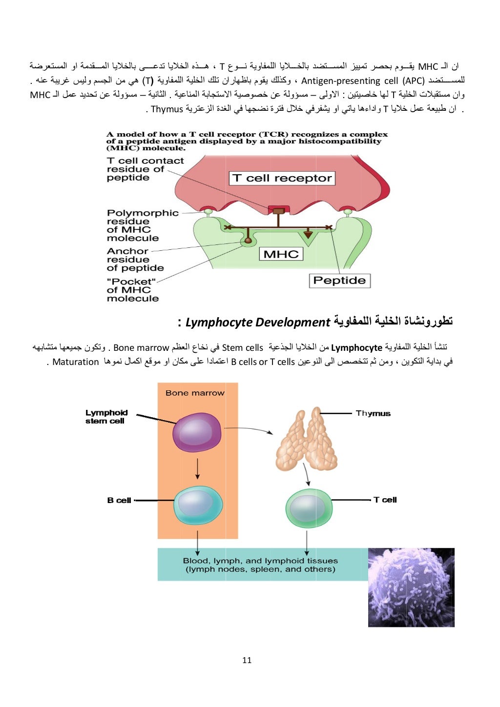 رضة
عنه.
MH
شابھه
دمةالمستعر او
ع غريبة وليس
الـ عمل حديدC
متش جميعھا ون
Maturatio.
المــ...