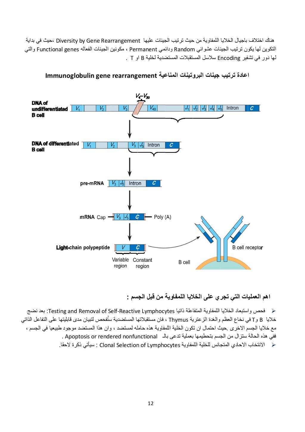 ة
ي
ج
اتي
،
،حيثبد فياية
Functioوالتي
Imm
Tes:نضج بعد
الذ التفاعل على
الجسم في يعيا...