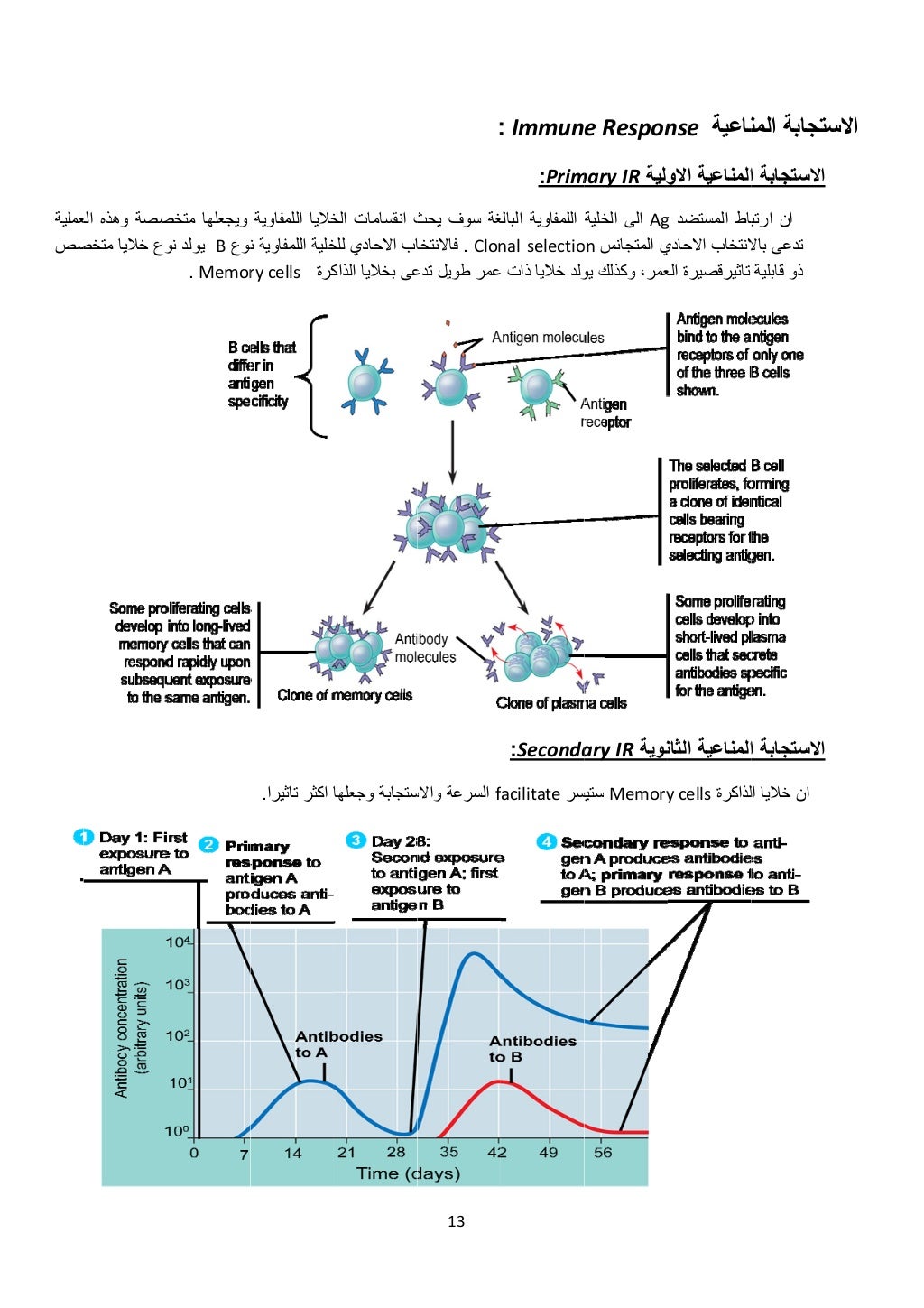  
‫عملية‬
‫صص‬
‫صصة‬‫الع‬ ‫وھذه‬
‫متخص‬ ‫خاليا‬ ‫وع‬
‫متخص‬ ‫ويجعلھا‬
‫نوع‬B‫نو‬ ‫يولد‬
Memor.
‫خاليا‬‫اللمفاوية‬
‫ن‬ ‫الل...