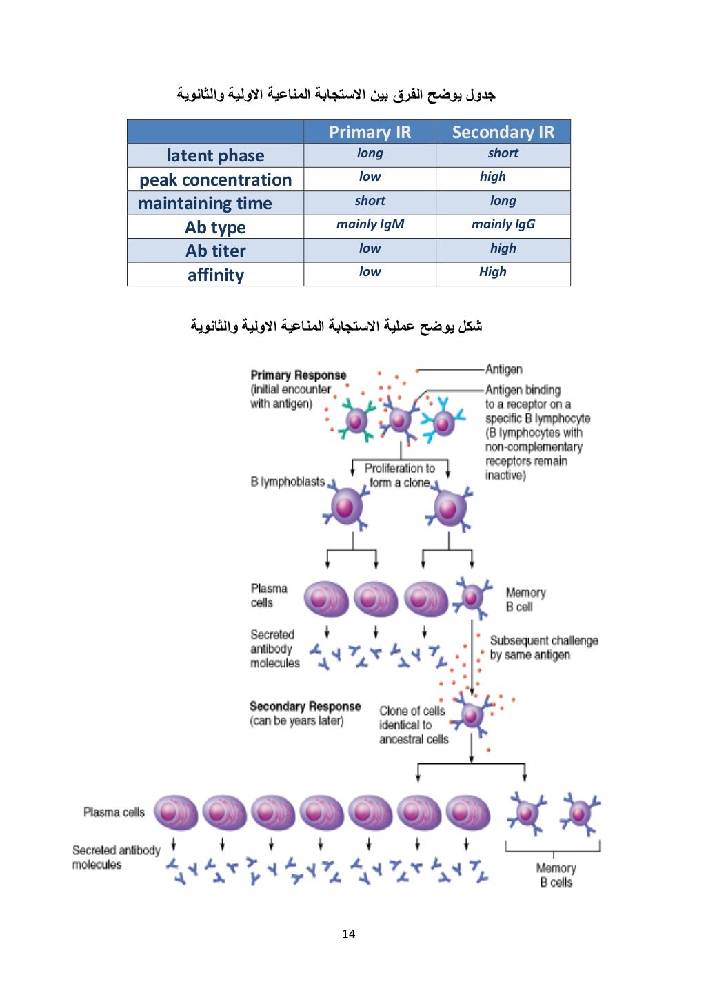 14 
 
‫والثانوية‬ ‫االولية‬ ‫المناعية‬ ‫االستجابة‬ ‫بين‬ ‫الفرق‬ ‫يوضح‬ ‫جدول‬
Secondary IRPrimary IR
shortlonglatent phas...