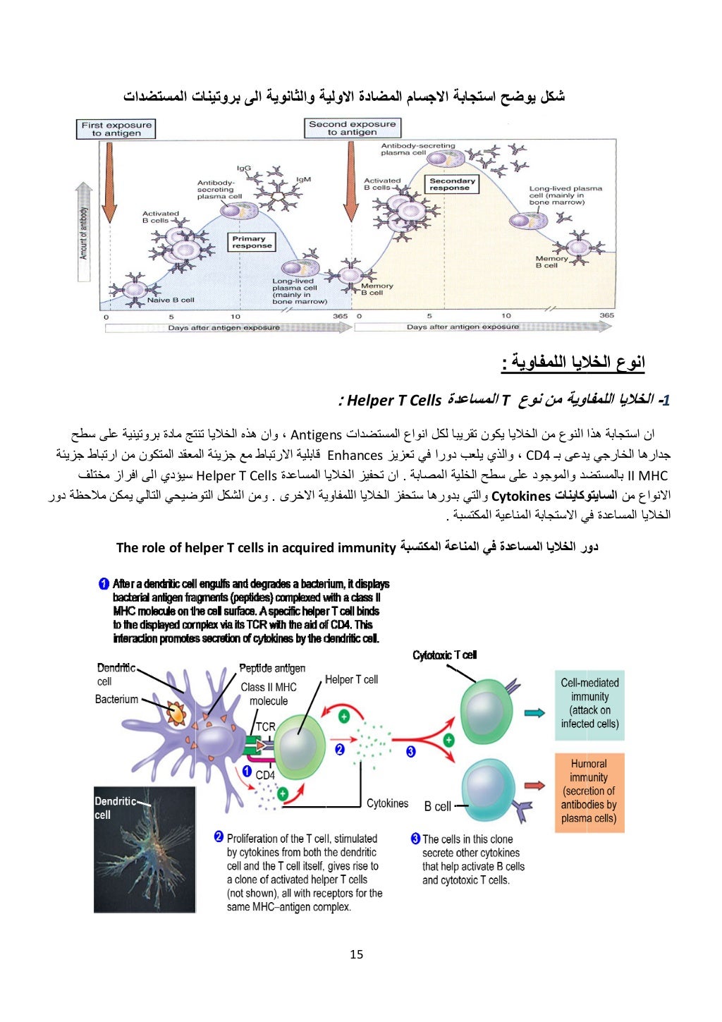  
‫ئة‬
‫دور‬
‫ت‬
‫سطح‬ ‫على‬ ‫ية‬
‫جزيئ‬ ‫ارتباط‬ ‫من‬
‫مختلف‬ ‫راز‬
‫د‬ ‫مالحظة‬ ‫يمكن‬
Th
‫المستضدات‬ ‫ت‬
‫بروتيني‬ ‫ماد...