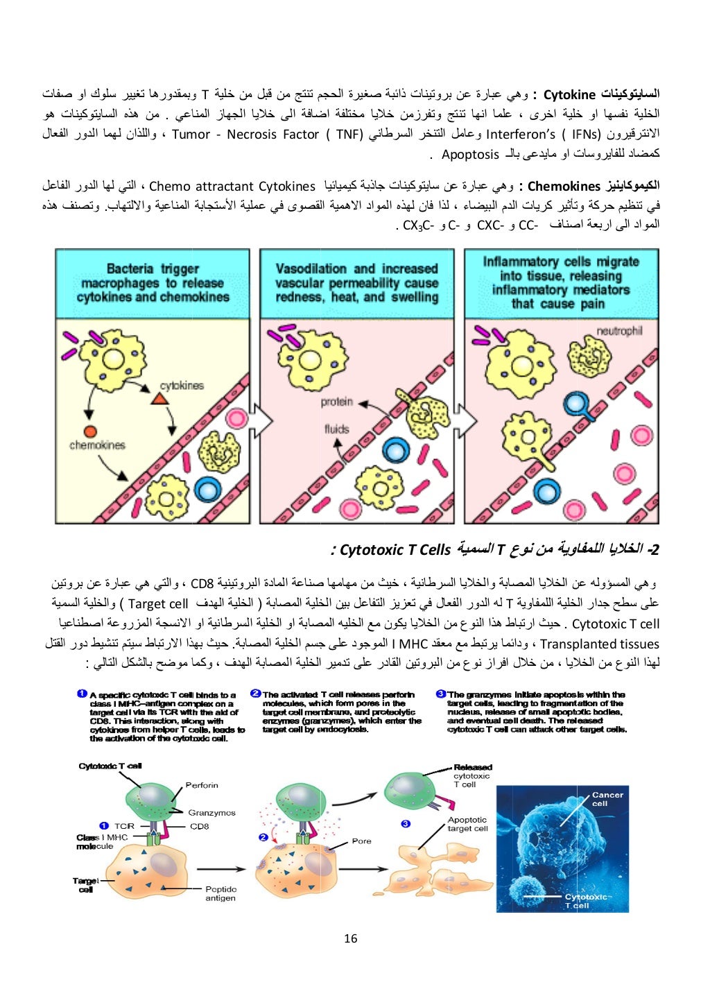  
‫صفات‬
‫ھو‬ ‫ت‬
‫لفعال‬
‫لفاعل‬
‫ھذه‬ ‫ف‬
 
‫تين‬
‫مية‬
‫يا‬
‫القتل‬
‫ص‬ ‫او‬ ‫سلوك‬ ‫ير‬
‫السايتوكينات‬ ‫ه‬
‫ال‬ ‫الدور...