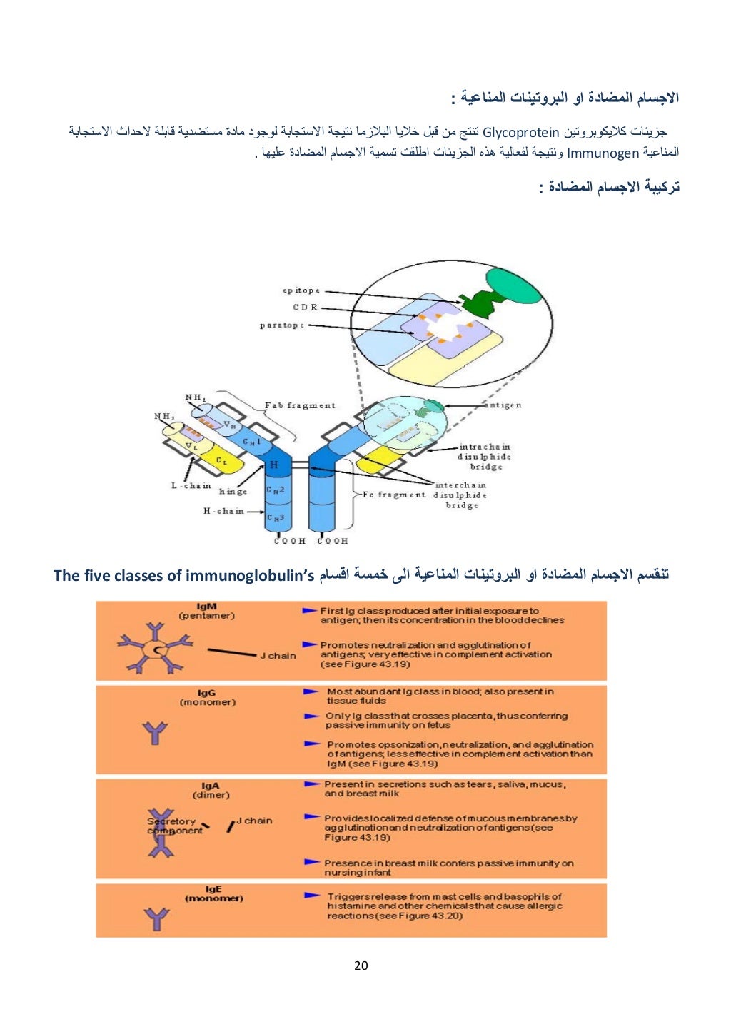 20 
 
‫البروتينات‬ ‫او‬ ‫المضادة‬ ‫االجسام‬‫المناعية‬:
‫كاليكوبروتين‬ ‫جزيئات‬Glycoprotein‫االستجابة‬ ‫الحداث‬ ‫قابلة‬ ‫مس...