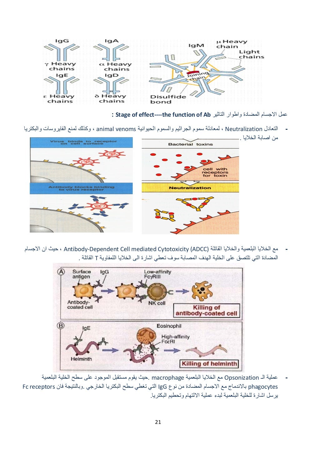 ريا
سام
Fc
والبكتر روسات
االجس ان حيث
البلعمية
نreceptors
الفاير لمنع كذلك
Antibodyح ،
تلة...