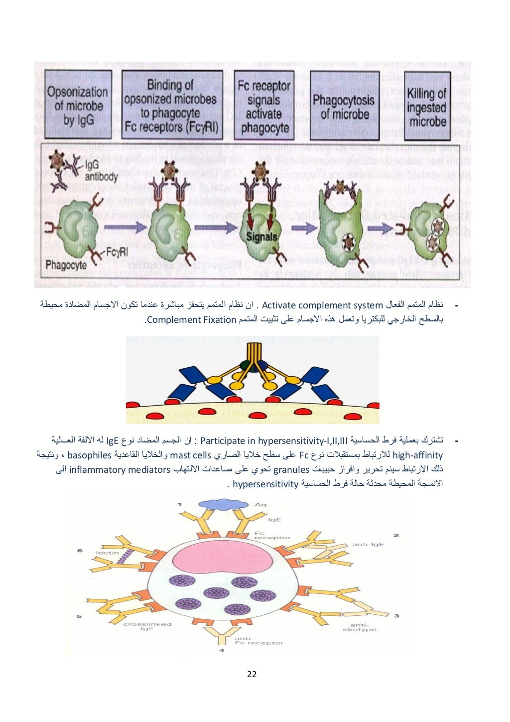 22 
 
 
-‫الفعال‬ ‫المتمم‬ ‫نظام‬Activate complement system.‫محيطة‬ ‫المضادة‬ ‫االجسام‬ ‫تكون‬ ‫عندما‬ ‫مباشرة‬ ‫يتحفز‬ ‫ا...