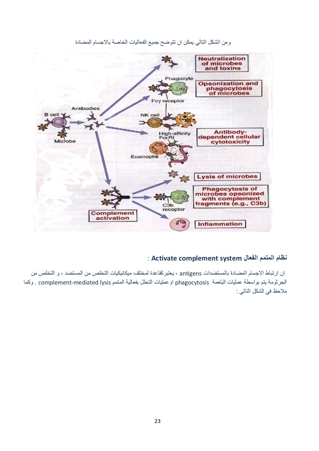 23 
 
‫المضادة‬ ‫باالجسام‬ ‫الخاصة‬ ‫الفعاليات‬ ‫جميع‬ ‫تتوضح‬ ‫ان‬ ‫يمكن‬ ‫التالي‬ ‫الشكل‬ ‫ومن‬ 
 
‫الفعال‬ ‫المتمم‬ ‫نظ...