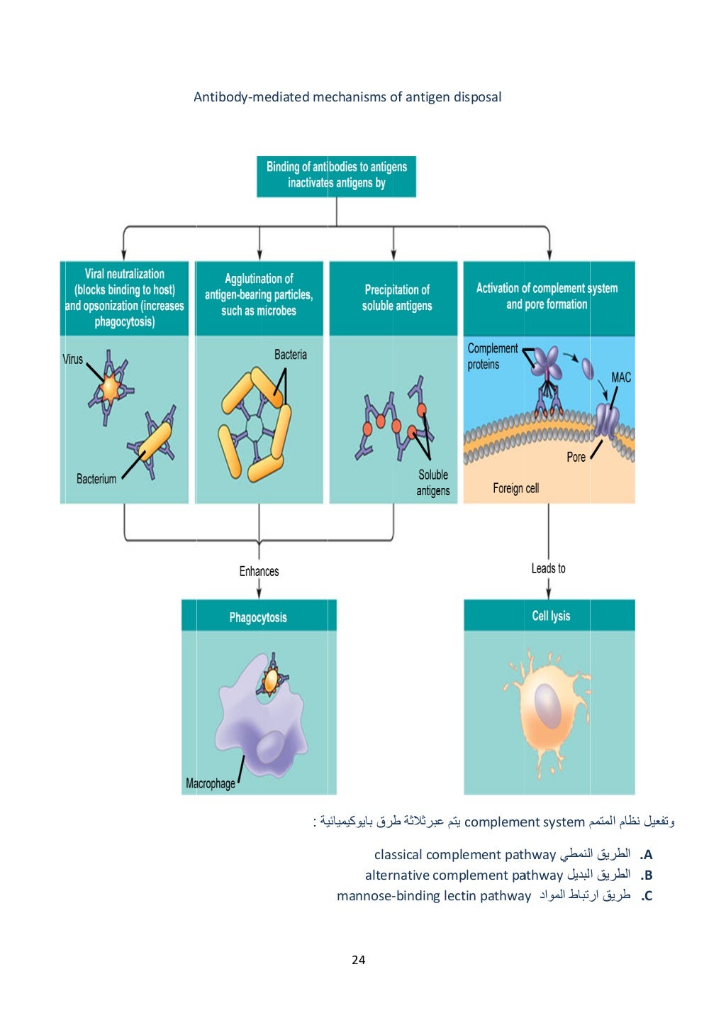  
 
AAntibody‐mmediated me
‫ية‬:
24 
echanisms o
‫بايوكيميائي‬ ‫طرق‬
clas 
alter 
mannose‐ 
of antigen d
‫ط‬ ‫عبرثالثة‬ ‫ي...