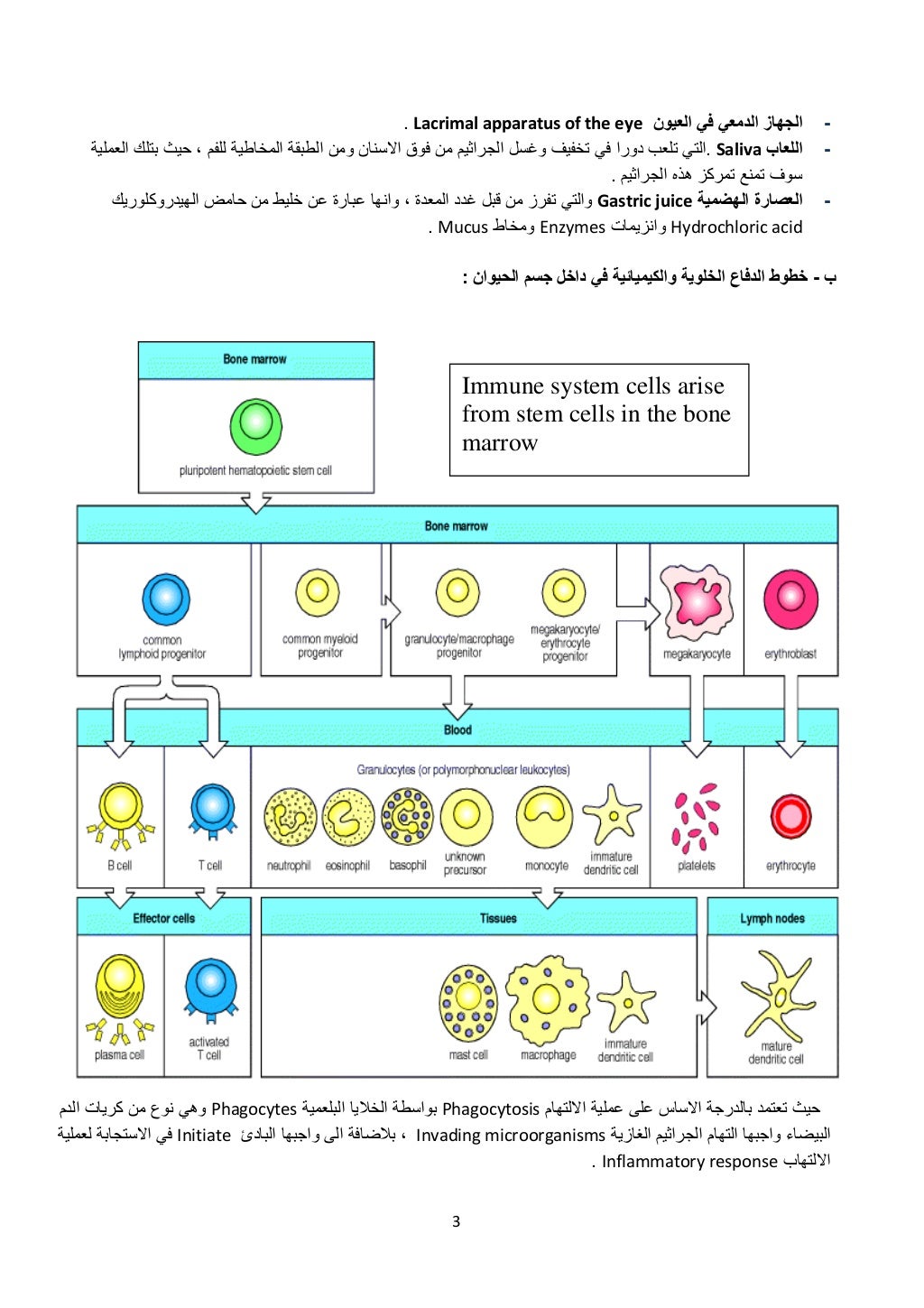 3 
 
-‫العيون‬ ‫في‬ ‫الدمعي‬ ‫الجھاز‬Lacrimal apparatus of the eye. 
-‫اللعاب‬Saliva.‫العملية‬ ‫بتلك‬ ‫حيث‬ ، ‫للفم‬ ‫المخ...