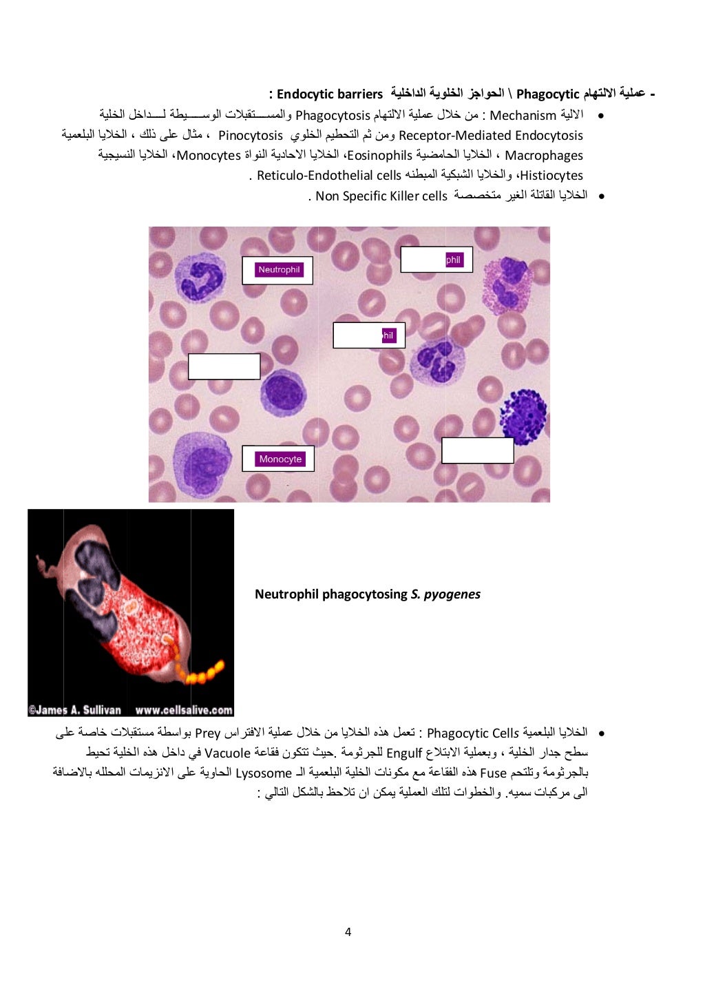  
‫ة‬
 
‫ى‬
‫افة‬
‫الخلية‬
‫البلعمية‬ ‫الخاليا‬
‫نسيجية‬
 
‫على‬ ‫خاصة‬ ‫الت‬
‫تحيط‬ ‫خلية‬
‫ال‬‫محلل‬‫باالضا‬ ‫ه‬
‫ــ‬‫ل‬...