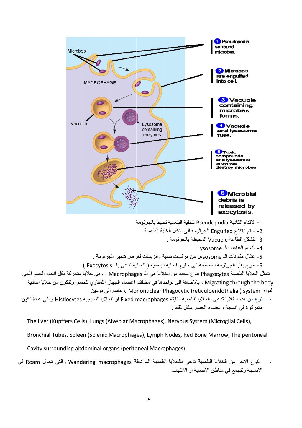  
‫حي‬
‫كون‬
T
R‫في‬
‫الح‬ ‫الجسم‬ ‫نحاء‬
‫احادية‬ ‫خاليا‬ ‫ن‬
‫تك‬ ‫عادة‬ ‫والتي‬
The liver (K
Bronchial T
Cavity surro
‫...