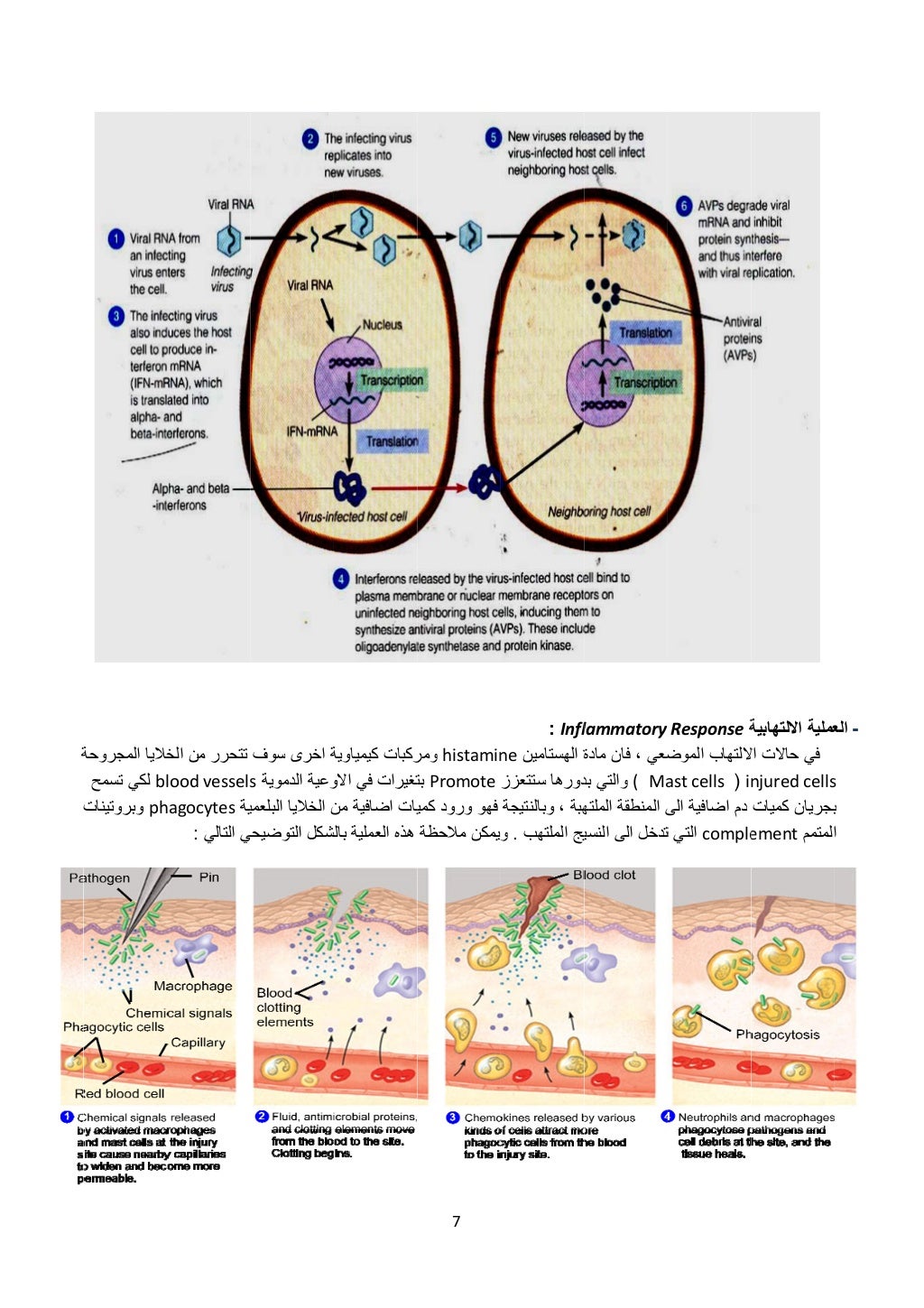ة
ت
المجروحة خاليا
blتسمح لكي
phوبروتينات
الخ من تتحرر
lood vessels
يةhagocytes
التالي ي:
...