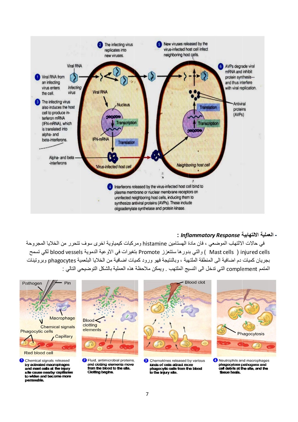  
 
‫ة‬
‫ت‬
‫المجروحة‬ ‫خاليا‬
bl‫تسمح‬ ‫لكي‬
ph‫وبروتينات‬
‫الخ‬ ‫من‬ ‫تتحرر‬
lood vessels
‫ية‬hagocytes
‫التالي‬ ‫ي‬: 
‫...