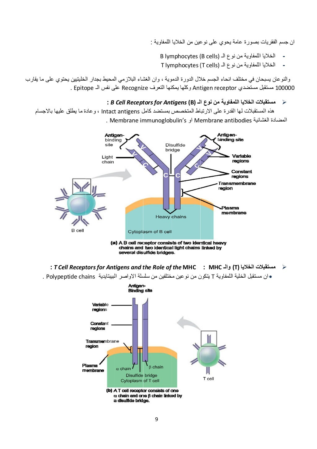  
‫ب‬‫ب‬‫يقار‬ ‫ما‬ ‫على‬ ‫ي‬
‫باالجسام‬ ‫ھا‬
 T : 
Poly.
‫يحتوي‬ ‫لخليتيين‬
Epito. 
‫عليھ‬ ‫يطلق‬ ‫ما‬ ‫ة‬
T Cell Recept
...