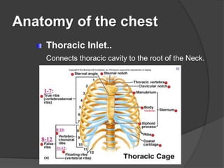 Anatomy of the chest
Thoracic Inlet..
Connects thoracic cavity to the root of the Neck.
 