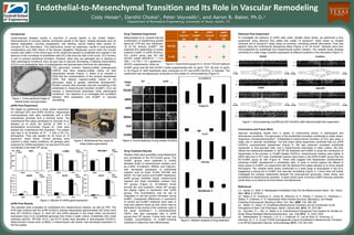 Endothelial-to-Mesenchymal Transition and Its Role in Vascular Remodeling
Cody Heiser1, Darshil Choksi1, Peter Voyvodic1, and Aaron B. Baker, Ph.D.1
1Department of Biomedical Engineering, University of Texas, Austin, TX
Introduction
Cardiovascular disease results in one-third of annual deaths in the United States1.
Atherosclerosis of coronary arteries contributes greatly to this figure. Despite therapies such as
balloon angioplasty, coronary angiography, and stenting, wound healing often causes re-
occlusion of the vasculature. This phenomena, known as restenosis, results in post-operative
complications and often failure of the therapy altogether. Restenosis occurs when the smooth
muscle cells (SMC) in the intima layer of the vessel are allowed to proliferate and migrate in the
absence of the monolayer of endothelial cells (EC) that lines the wall of the lumen. ECs function
in part to prevent neointimal formation. However, when they are damaged due to stenting or
other pathological conditions, they can give way to vascular remodeling. A defining characteristic
of ECs is an extracellular layer of proteoglycans and glycoproteins that lines the vasculature.
This glycocalyx contains heparan-sulfate proteoglycans
(HSPG) that have heparan-sulfate chains on their
extracellular domain (Figure 1). Baker et al. showed in
2009 that the overexpression of the enzyme heparanase
(HPA) that cleaves heparan-sulfate chains of the
glycocalyx, leads to greater neointimal development2.
Another process that promotes vascular remodeling is the
endothelial to mesenchymal transition (EndMT). ECs can
express a mesenchymal phenotype under pathological
conditions3. Our objective is to investigate the correlation
between HPA expression and EndMT in vascular
remodeling.
Figure 1. Cross-sectional image of
arterial lumen and glycocalyx
pHPA Flow Experiment
We began by performing a shear stress experiment
on wild-type (WT) and pHPA HUVECs. Heparanase
overexpressing cells were transfected with a HPA
overexertion promoter from a lentiviral vector. The
multichannel flow setup developed by Voyvodic et al.
allowed us to study the activity of HPA in a
physiological environment (Figure 2)4. Cells were
seeded into multichannel flow chambers. The system
was kept in an incubator at 37 °C with a 5% CO2
atmosphere. Flow was applied for 24 hours at 12
dynes/cm2 shear stress. Control samples were
cultured in static media conditions. All samples were
analyzed for mRNA expression via real-time PCR and
normalized to the static WT group.
Figure 2. Multichannel flow setup for
shear stress experiments
0
100
200
300
400
Static Flow
mRNARelativetoStaticWT
HPAWT
pHPA
*
*
0.0
0.2
0.4
0.6
0.8
1.0
1.2
Static Flow
mRNARelativetoStaticWT
α-SMA WT
pHPA
0.0
1.0
2.0
3.0
4.0
5.0
6.0
7.0
8.0
Static Flow
mRNARelativetoStaticWT
KLF2 WT
pHPA
*
0.0
5.0
10.0
15.0
20.0
25.0
Static Flow
mRNARelativetoStaticWT
KLF4 WT
pHPA
0.0
2.0
4.0
6.0
8.0
10.0
12.0
14.0
Static Flow
mRNARelativetoStaticWT
eNOS WT
pHPA
*
pHPA Flow Results
The samples were evaluated for endothelial and mesenchymal markers, as well as HPA. The
PCR data confirms that the pHPA HUVECs express heparanase approximately 300 times more
than WT HUVECs (Figure 3). Both WT and pHPA samples in the shear stress environment
expressed more of an endothelial genotype than those in static culture. Endothelial nitric oxide
synthase (eNOS), PECAM, KLF2, and KLF4 levels were elevated in flow-exposed HUVECs.
Alpha-smooth muscle actin (α-SMA), a mesenchymal cell marker, had decreased expression in
the flow plates.
WT
Control
(A)
WT
EndMT
(B)
pHPA
Control
(C)
pHPA
EndMT
(D)
TGF-β2
- + - +
IL-1β
- + - +
Drug Treatment Experiment
Maleszewska et al. showed that the
combination of transforming growth
factor-β2 (TGF-β2) and interleukin-
1β (IL-1β) induces EndMT5. We
exploited this relationship to further
examine EndMT in pHPA HUVECs.
Our control group was fed with
HUVEC media (MCDB131 + 7.5%
FBS + 1% P/S + 1% L-glutamine +
HUVEC supplements), while our Figure 4. Experimental groups for IL-1β and TGF-β2 treatment
WT pHPATGFβ2/
IL1β
+ +- -
PECAM
αSMA
eNOS
SM22α
Snail
VCAM1
Figure 5. Immunostaining of drug treated HUVECs
Figure 3. Results of mRNA gene expression
0.0
0.5
1.0
1.5
2.0
Static Flow
mRNARelativetoStaticWT
PECAM-1 WT
pHPA
EndMT group was fed with HUVEC media supplemented with 10 ng/mL TGF- β2 and 10 ng/mL
IL-1β (Figure 4). Both treatments were conducted on WT and pHPA HUVECs, in triplicate. The
experiment was simultaneously conducted on flow plates for immunostaining (Figure 5).
Figure 6. Western analysis of drug treatment
Drug Treatment Results
Western blots were quantified using Metamorph
and normalized to the WT-Control group. The
EndMT groups were expected to exhibit
elevated levels of mesenchymal markers such
as α-SMA, N-Cadherin, SM22α, and Calponin,
with decreased expression of endothelial
markers such as Snail, VCAM, PECAM, and
eNOS. For both control and EndMT treatments,
pHPA groups exhibited higher mesenchymal
markers and lower endothelial markers than
WT groups (Figure 6). N-Cadherin levels
provide the only exception, where WT groups
are slightly higher in expression than pHPA
groups. This inconsistency may be due to
irregularity in cell-cell junction formation during
EndMT. Unexpected differences in expression
of control and EndMT treatment were seen in
snail and calponin levels as well, which may be
attributed to the activity of the cytokines used in
the study. Syndecan-1, a transmembrane
HSPG, was also expressed less in pHPA
groups than WT groups. Future work may use
variable concentrations of EndMT-inducing
cytokines to determine their effectiveness.
Diamond Flow Experiment
To investigate the behavior of pHPA cells under variable shear stress, we performed a flow
experiment using diamond flow plates that create 12 dynes/cm2 shear stress on straight
channels and 6 dynes/cm2 shear stress at junctions, mimicking arterial bifurcations. Flow was
applied using the multichannel dampening setup (Figure 2) for 24 hours4. Samples were then
immunostained for endothelial and mesenchymal protein markers. The variable shear stresses
contribute to a wide range of protein expression at different locations in the bifurcation (Figure 7).
References
(1) James, D.; Rafii, S. Maladapted Endothelial Cells Flip the Mesenchymal Switch. Sci. Transl.
Med. 2014, 6, 227fs12.
(2) Baker, A. B.; Groothuis, A.; Jonas, M.; Ettenson, D. S.; Shazly, T.; Zcharia, E.; Vlodavsky, I.;
Seifert, P.; Edelman, E. R. Heparanase Alters Arterial Structure, Mechanics, and Repair
Following Endovascular Stenting in Mice. Circ. Res. 2009, 104, 380–387.
(3) Medici, D.; Kalluri, R. Endothelial-Mesenchymal Transition and Its Contribution to the
Emergence of Stem Cell Phenotype. Semin. Cancer Biol. 2012, 22, 379–384.
(4) Voyvodic, P. L.; Min, D.; Baker, A. B. A Multichannel Dampened Flow System for Studies on
Shear Stress-Mediated Mechanotransduction. Lab. Chip 2012, 12, 3322–3330.
(5) Maleszewska, M.; Moonen, J.-R. A. J.; Huijkman, N.; van de Sluis, B.; Krenning, G.;
Harmsen, M. C. IL-1β and TGFβ2 Synergistically Induce Endothelial to Mesenchymal Transition
in an NFκB-Dependent Manner. Immunobiology 2013, 218, 443–454.
Figure 7. Immunostaining of pHPA and WT HUVECs after diamond plate flow experiment
Conclusions and Future Work
Vascular remodeling results from a variety of confounding factors in pathological and
atheroprone conditions. The glycocalyx of the endothelial monolayer contributes to shear stress-
responsive mechanotransduction2. Endothelial-to-mesenchymal transition of ECs also plays a
major role in vascular remodeling3. Our first shear stress experiment confirmed that our pHPA
HUVECs overexpressed heparanase (Figure 3). We also observed increased endothelial
expression in flow-exposed cells, and a mesenchymal phenotype in static culture. We then
utilized the relationship between IL-1β/TGF-β2 treatment and EndMT to study the contribution of
heparanase to the process. In EndMT-treated HUVECs, mesenchymal markers were higher in
pHPA cells than in WT cells. Endothelial markers were lower in the pHPA-EndMT group than the
WT-EndMT group as well (Figure 6). These data suggest that heparanase overexpression
enhances EndMT development in endothelial cells. In order to further explore the effects of
shear stress on EndMT, our experiment with the diamond flow plates allowed us to mimic arterial
bifurcations. The variable shear stress contributed to a wide range of phenotypes in the ECs,
suggesting a strong link to EndMT and vascular remodeling (Figure 7). Future work will further
investigate the complex relationship between the endovascular glycocalyx, shear stress, and
endothelial-to-mesenchymal transition. A shear stress study involving EndMT-inducing cytokines
would allow us to observe all three factors simultaneously.
 