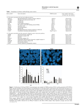 Table 1 Enrichment of primary small-cell lung cancer tumors
Gene symbol Gene description FISH location Copy number aberration
(average log2 copy number)
(a) For genes associated with the focal adhesion pathway
PIK3CA Phosphatidylinositol 3-kinase catalytic subunit a 3q26.32 Gain (0.32)
MAPK10 Mitogen-activated protein kinase 10 4q21.3 Loss (À0.34)
LAMB1 Laminin b1 7q31.1 Gain (0.54)
LAMB4 Laminin b4 7q31.1 Gain (0.54)
FAK Focal adhesion kinase 1 8q24.3 Gain (0.30)
HRAS Ras family small GTP binding protein H-Ras 11p15.5 Gain (0.30)
ACTC1 a-cardiac actin 15q14 Loss (À0.45)
THBS1 Thrombospondin-1 15q14 Loss (À0.33)
ITGB4 Integrin b4 17q25.1 Gain (0.32)
PIK3R2 Phosphatidylinositol 3-kinase regulatory subunit b 19p13.11 Gain (0.33)
VASP Vasodilator-stimulated phosphoprotein 19q13.2–q13.3 Gain (0.32)
(b) For genes associated with the neuroactive ligand–receptor interaction pathway
THRB Thyroid hormone receptor b1 3q24.2 Loss (À0.34)
DRD4 Dopamine receptor D4 11p15.5 Gain (0.31)
SCT Secretin 11p15.5 Gain (0.31)
HTR2A Serotonin receptor 2A 13q14.2 Gain (0.47)
EDG6 Endothelial differentiation G-protein coupled receptor 6 19p13.3 Gain (0.34)
GRIN3B Glutamate receptor subunit 3B 19p13.3 Gain (0.40)
PTGIR Prostacyclin receptor 19p13.3 Gain (0.35)
GIPR Gastric inhibitory polypeptide receptor 19p13.3 Gain (0.34)
Figure 2 Veriﬁcation of FAK and PIK3CA increased gene copy number by FISH in primary SCLCs and by quantitative RT–PCR in
SCLC cell lines. (a) Dual color ﬂuorescence in situ hybridization of FAK gene (8q24.3, green spots) and CEP8 probe (red spots) or of
PIK3CA gene (3q26.3, green spots) and CEP3 probe (red spots) on the centromeric region of the same chromosome in representative
SCLC tissue samples. Interphase nuclei (stained in blue with DAPI) with increased copy number of FAK (left panel) and PIK3CA
(right panel) are shown in green boxes. Interphase nuclei with normal gene copy number are shown in red boxes. Pictures
magniﬁcation: Â 100. (b) Quantitative RT–PCR of FAK in primary SCLCs. Copy number gain of FAK was conﬁrmed in 8 of 10
tested tumors. (c) Quantitative RT–PCR of FAK and MAPK10 genes in SCLC cell lines. Copy number gain of FAK and copy number
loss of MAPK10 were observed in all tested cell lines. Copy number changes per haploid genome were calculated using the formula
2(Nt–NRNase P)–(Dt–DRNase P)
, where Nt is the average threshold cycle number observed for an experimental primer in the normal
DNA sample, NRNase P is the threshold cycle number observed for an RNase P primer in the normal DNA sample, Dt is the
average threshold cycle number observed for the experimental primer in the SCLC DNA sample and DRNase P is the average
threshold cycle number observed for an RNase P primer in the SCLC DNA sample. Data represent averages and error bars
±1 s.d. (n ¼ 3).
FAK activation in small-cell lung cancer
S Ocak et al
6333
Oncogene
 
