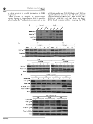 is a ﬁrst report of its possible implications in SCLC
progression.
Once activated by integrins, G protein-coupled
receptor ligands or growth factors, FAK is autopho-
sphorylated at Tyr397
and activates proteins such as Src,
p130CAS, paxillin and PI3KR2 (Hanks et al., 2003) to
regulate adhesion turnover at the cell front, a process
central to migration (Hanks et al., 2003; Parsons, 2003;
Webb et al., 2004; Mitra et al., 2005; Siesser and Hanks,
2006). Small molecule inhibitors targeting the FAK
FAK activation in small-cell lung cancer
S Ocak et al
6336
Oncogene
 