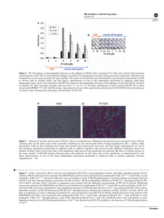 Figure 5 FAK is activated in SCLC cell lines and inhibited by PF-228 in a dose-dependent manner. (a) FAK is phosphorylated in SCLC
cell lines. Whole-cell lysates were resolved with SDS-PAGE and blots were incubated with antiphospho-FAK Tyr397/576
, total FAK or actin
antibodies. FAK Tyr397/576
and total FAK levels were normalized to actin. FAK phosphorylation at tyrosine residues was mainly observed
in SCLC cell lines, demonstrating an activation of FAK in SCLC. (b) Dose-dependent inhibition of FAK Tyr397
phosphorylation by PF-
228 in SCLC cell lines. SCLC cell lines in suspension were treated with the indicated concentrations of PF-228 for 90 min. Whole-cell
lysates were resolved with SDS-PAGE and blots were incubated with antiphospho-FAK Tyr397
, total FAK or actin antibodies. FAK Tyr397
and total FAK levels were normalized to actin. Signiﬁcant decrease of FAK phosphorylation at Tyr397
was achieved with PF-228 in a dose-
dependent manner. (c) PF-228 decreases p130CAS Tyr165
phosphorylation, downstream substrate of FAK, in SCLC cell lines. SCLC cell
lines in suspension, as well as adhering on laminin-332, were treated with 10 mM PF-228 for 90 min. Whole-cell lysates were resolved with
SDS-PAGE and blots were incubated with antiphospho-FAK Tyr397
, total FAK, phospho-p130CAS Tyr165
, total p130CAS or actin
antibodies. FAK Tyr397
phosphorylation, total FAK, phospho-p130CAS Tyr165
and total p130CAS levels were normalized to actin.
Signiﬁcant decrease of p130CAS phosphorylation at Tyr165
was achieved with PF-228, parallel to the decrease of FAK phosphorylation
at Tyr397
.
Figure 6 PF-228 induces a dose-dependent decrease in the adhesion of SCLC lines to laminin-332. Cells were treated with increasing
concentrations of PF-228 for 30 min before seeding on laminin-332-coated plates and then during the entire experiment. Adhesion was
evaluated by crystal violet staining 24 h after seeding. The extent of cell adhesion was determined by measuring the absorbance of wells
at 595 nm with an ELISA reader. (a) This ﬁgure, representative of one of the experiments performed in triplicate wells three
independent times, shows that treatment with PF-228 induced a dose-dependent decrease of the adhesion of the three SCLC cell lines
to laminin-332. Data represent averages and error bars ±1 s.d. (n ¼ 3). P-values: absorbance of wells treated with PF-228 vs those
treated with DMSO; *Po0.05. (b) This image, representative of one of the experiments performed with NCI-H209, shows the decrease
of crystal violet staining with increasing concentrations of PF-228.
Figure 7 Absence of motility and invasion of SCLC cells in a transwell assay. Migration and invasion were assessed for up to 24 h by
counting cells on the lower side of the transwell’s membrane in ﬁve microscopic ﬁelds of high magniﬁcation (40 Â ) under a light
microscope. Cells on the membrane were ﬁxed and stained with hematoxylin and eosin. (a) This image, representative of one of
the numerous experiments performed in triplicate wells to address migration and invasion under different conditions, shows the
absence of SCLC cells on the lower side of the membrane. Only pores of the membrane are observed. (b) This is in sharp contrast to
the large number of HT1080 (human ﬁbrosarcoma) cells observed on the lower side of the membrane, as demonstrated in this
ﬁgure representative of one of the three independent experiments performed in triplicate wells to address migration. Pictures
magniﬁcation: Â 40.
FAK activation in small-cell lung cancer
S Ocak et al
6337
Oncogene
 