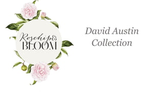 David Austin
Collection
 