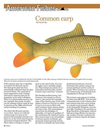 10  Eddies   	 Summer/Fall 2010
Common carpBy Craig Springer
distributed of minnows, if not all
freshwater fish species, owing to its
natural attributes and the works of
people. When Linnaeus set a name to
the common carp, it had already been
transplanted to Europe for food.
The common carp appears in writing
in China circa 500 BCE.  Fast forward
a thousand years to the Common Era
and common carp show up in writing
in a circular to government officials
in the Ostrogothic Kingdom, circa the
year 500. Cassidorus, the secretary to
King Theodoric of Ostrogoth, ordered
high governing officials over present-
day southern Europe to advance the
supply of common carp for the king’s
table.
American Fishes
sport on the end of a line. If you’re
an angler, you’ve probably caught
one. These things are certain: it’s a
naturalized American fish, and the
common carp is just that—common.
The Swedish medical doctor, Carl
Linnaeus, who named you Homo
sapiens, also penned the scientific
name of the common carp. In his 1758
edition of Systema Naturae he called
it Cyprinus carpio to fall in with
other members of the minnow family,
the Cyprinidae. The nomenclature
comes from the birthplace of
Aphrodite, or Cypris, the goddess of
love and beauty, the Island of Cyprus.
The common carp is one of hundreds
of minnow species worldwide, and
among the largest-growing of them
all. And it is certainly the most widely
If the common carp was a vegetable,
it would be the Brussels sprout.
The dark green plant has been
domestically cultivated since the days
of ancient Rome. The small ball of
leaves appeared in early writings,
and took its common name for its
popularity on the table in Belgium.
There is no discernable reason to eat
the vegetable that smells of sulfur,
yet the cabbage cultivar made its way
to America in the 1800s with French
settlers landing in Louisiana.
You either like Brussels sprouts,
or you don’t. And so it is with the
common carp. It is seen as the
greatest fish transplant attempt ever
taken on, or the worst of government-
sponsored ecological disasters. The
fish is either a nuisance, or great
Common carp were introduced into the United States in the 19th century, and have become common throughout the country.
They live 38 years and grow to nearly 90 pounds.
 