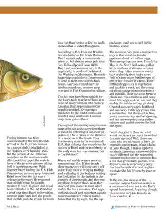 Vol. 3, No. 2	 Reflections on Fisheries Conservation
less cost than bovine or fowl on lands
more suited to water than grains.
According to U.S. Fish and Wildlife
Service historian Dr. Mark Madison,
Baird was not only a consummate
scientist, but also an astute politician
(see Eddies Special Issue 2009).
Baird cultured common carp in the
capital city, in ponds at the base of
the Washington Monument. He made
fingerlings available to Congressmen
to send to their constituents back
home. Railroads veined over the
landscape and sent common carp
overland in Fish Commission railcars.
The fish may have been suitable for
the king’s table in a far-off land, at a
time far removed from 19th century
America. But the populace in this
republic resisted. Even recipes
published by the Fish Commission
couldn’t sway sentiment. Common
carp never gained favor.
Throughout the country now, common
carp swim just about anywhere there
is water, be it flowing or flat, clear or
polluted, a farm creek in the Midwest,
or a reservoir in the South. They
live in every state in the continental
U.S., that ubiquity due not only to the
desires of Baird and the conformity of
the early state fish commissions, but
to the fish itself.
Warm and muddy waters are what
common carp like. If they invade
clear water, they will soon turn it off-
color. They make a living by rooting
and wallowing in the bottoms looking
for food, aided by the barbels in the
corners of their mouth. And they eat
anything, living or dead. What they
don’t eat gets coated in mud, which
makes the fish a nuisance. Fish eggs
suffocate in silt and important aquatic
insect habitats are ruined. Native
fishes that live by sight, like the top
The big minnow had been
domesticated by the time the fish
arrived in the U.S. The common
carp was probably established in
the Hudson River basin by 1850.
But the decade of the 1880s has
been fixed as the most successful
effort, one that tipped the scale in
favor of the invasive minnow taking
hold in American waters. With
Spencer Baird leading the U.S. Fish
Commission, common carp flourished.
Baird knew that the fish was a
delicacy in Germany. He reasoned
that the fish would be happily
received in the U.S. given that it had
been cultivated in the Old World for
a good long time. Baird believed that
common carp could feed the people—
that the fish could be grown for much
JoeTomelleri predators, can’t see so well in the
muddied water.
The common carp gains a competitive
edge in that a mature female
produces about two million eggs.
They are spring spawners. Usually by
May in the South both sexes gather
in the shallows of streams or lakes
where they roil en masse in weedy
bays or the big river backwaters.
Pods of a few males fertilize eggs of
one or two females at a time. Their
fertilized eggs stick to vegetation
and hatch in a week, and the young
set about eating microscopic plants
and animals. Their diet soon turns to
plants and roots, mollusks and bugs,
small fish, eggs, and carrion, and they
muddy the waters as they go along.
Granted, not every egg is fertilized
and not every fertile egg grows into
a mature fish. But this much is true,
young common carp are fast-growing
and can out-compete young native
minnow and sunfish species for food
and space.
Something else to chew on: what
would the American palate be without
Brussels sprouts? Well, there are
those who see no reason to have the
vegetable on the plate. What it lacks
in taste, though, it makes up for in
nutrients. American waters would be
vastly different had the swimming
nuisance not become so common. But
a fish that grows to 90 pounds, lives
38 years, and is surprisingly wary
has its adherents of ardent anglers
who take the fish by bow, fly, gear, or
spear.
In the end, the success of the
common carp in American waters is
a testament of what not to do. Don’t
spread fish around. Arguably, though,
the common carp has become an
American fish. F
 