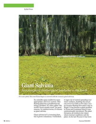 16  Eddies   	 Summer/Fall 2010
Its scientific name couldn’t be more
appropriate: Salvinia molesta. This
floating plant has a predilection for
being a problem. It’s often called “the
world’s worst aquatic weed” for good
reasons. In common terms, it’s known
as giant salvinia.  
Giant salvinia isn’t a towering plant,
but it grows voluminous. Unchecked,
Giant Salvinia
Invasive plant creates giant headache in the South
By Bob Pitman
it rages out of control spreading over
water surfaces, doubling the area it
can cover in as little as five days. It is
an invasive floating fern native only to
Brazil. It has become a giant problem
in Texas and Louisiana where it was
unintentionally introduced. The plant
threatens all southern-tier states
where warmer conditions suit the
plant. In the last 70 years it has been
It is not a field. This east-Texas bayou is covered with the invasive giant salvinia.
 