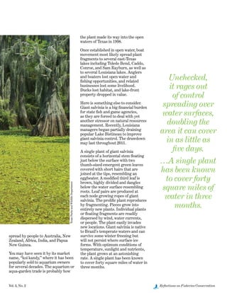 Vol. 3, No. 2	 Reflections on Fisheries Conservation
spread by people to Australia, New
Zealand, Africa, India, and Papua
New Guinea.
You may have seen it by its market
name, “koi kandy,” where it has been
popularly sold to aquarium owners
for several decades. The aquarium or
aqua-garden trade is probably how
the plant made its way into the open
waters of Texas in 1998.
Once established in open water, boat
movement most likely spread plant
fragments to several east-Texas
lakes including Toledo Bend, Caddo,
Conroe, and Sam Rayburn, as well as
to several Louisiana lakes. Anglers
and boaters lost open water and
fishing opportunities, and related
businesses lost some livelihood.
Ducks lost habitat, and lake-front
property dropped in value.
Here is something else to consider.
Giant salvinia is a big financial burden
for state fish and game agencies,
as they are forced to deal with yet
another stressor on natural resources
management. Recently, Louisiana
managers began partially draining
popular Lake Bistineau to improve
giant salvinia control. The drawdown
may last throughout 2011.
A single plant of giant salvinia
consists of a horizontal stem floating
just below the surface with two
thumb-sized emergent green leaves
covered with short hairs that are  
joined at the tips, resembling an
eggbeater. A modified third leaf is
brown, highly divided and dangles
below the water surface resembling
roots. Leaf pairs are produced at
each node growing ropes of giant
salvinia. The prolific plant reproduces
by fragmenting. Pieces grow into
entirely new plants. Individual plants
or floating fragments are readily
dispersed by wind, water currents,
or people. The plant easily invades
new locations. Giant salvinia is native
to Brazil’s temperate waters and can
survive some winter freezing but
will not persist where surface ice
forms. With optimum conditions of
temperature, sunlight and nutrients,
the plant grows at an astonishing
rate. A single plant has been known
to cover forty square miles of water in
three months.
TexasParksandWildlifeDepartment
Unchecked,
it rages out
of control
spreading over
water surfaces,
doubling the
area it can cover
in as little as
five days.
…A single plant
has been known
to cover forty
square miles of
water in three
months.
 