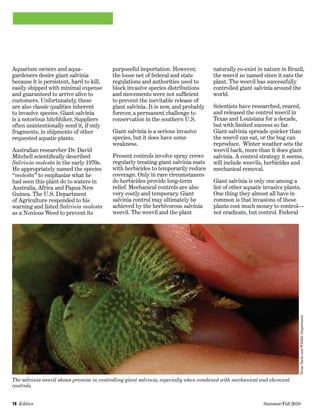 18  Eddies   	 Summer/Fall 2010
Aquarium owners and aqua-
gardeners desire giant salvinia
because it is persistent, hard to kill,
easily shipped with minimal expense
and guaranteed to arrive alive to
customers. Unfortunately, these
are also classic qualities inherent
to invasive species. Giant salvinia
is a notorious hitchhiker. Suppliers
often unintentionally send it, if only
fragments, in shipments of other
requested aquatic plants.  
Australian researcher Dr. David
Mitchell scientifically described
Salvinia molesta in the early 1970s.
He appropriately named the species
“molesta” to emphasize what he
had seen this plant do to waters in
Australia, Africa and Papua New
Guinea. The U.S. Department
of Agriculture responded to his
warning and listed Salvinia molesta
as a Noxious Weed to prevent its
naturally co-exist in nature in Brazil,
the weevil so named since it eats the
plant. The weevil has successfully
controlled giant salvinia around the
world.
Scientists have researched, reared,
and released the control weevil in
Texas and Louisiana for a decade,
but with limited success so far.
Giant salvinia spreads quicker than
the weevil can eat, or the bug can
reproduce.  Winter weather sets the
weevil back, more than it does giant
salvinia. A control strategy it seems,
will include weevils, herbicides and
mechanical removal.
Giant salvinia is only one among a
list of other aquatic invasive plants.
One thing they almost all have in
common is that invasions of these
plants cost much money to control—
not eradicate, but control. Federal
purposeful importation. However,
the loose net of federal and state
regulations and authorities used to
block invasive species distributions
and movements were not sufficient
to prevent the inevitable release of
giant salvinia. It is now, and probably
forever, a permanent challenge to
conservation in the southern U.S.
Giant salvinia is a serious invasive
species, but it does have some
weakness.   
Present controls involve spray crews
regularly treating giant salvinia mats
with herbicides to temporarily reduce
coverage. Only in rare circumstances
do herbicides provide long-term
relief. Mechanical controls are also
very costly and temporary. Giant
salvinia control may ultimately be
achieved by the herbivorous salvinia
weevil. The weevil and the plant
The salvinia weevil shows promise in controlling giant salvinia, especially when combined with mechanical and chemical
controls.
TexasParksandWildlifeDepartment
 