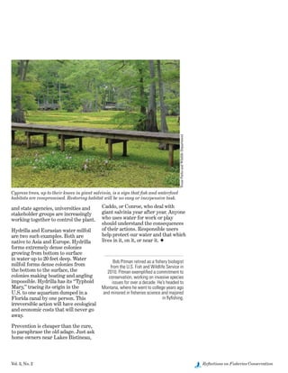 Vol. 3, No. 2	 Reflections on Fisheries Conservation
and state agencies, universities and
stakeholder groups are increasingly
working together to control the plant.
Hydrilla and Eurasian water milfoil
are two such examples. Both are
native to Asia and Europe. Hydrilla
forms extremely dense colonies
growing from bottom to surface
in water up to 20 feet deep. Water
milfoil forms dense colonies from
the bottom to the surface, the
colonies making boating and angling
impossible. Hydrilla has its “Typhoid
Mary,” tracing its origin in the
U.S. to one aquarium dumped in a
Florida canal by one person. This
irreversible action will have ecological
and economic costs that will never go
away.
Prevention is cheaper than the cure,
to paraphrase the old adage. Just ask
home owners near Lakes Bistineau,
Caddo, or Conroe, who deal with
giant salvinia year after year. Anyone
who uses water for work or play
should understand the consequences
of their actions. Responsible users
help protect our water and that which
lives in it, on it, or near it. F
Bob Pitman retired as a fishery biologist
from the U.S. Fish and Wildlife Service in
2010. Pitman exemplified a commitment to
conservation, working on invasive species
issues for over a decade. He’s headed to
Montana, where he went to college years ago
and minored in fisheries science and majored
in flyfishing.
Cypress trees, up to their knees in giant salvinia, is a sign that fish and waterfowl
habitats are compromised. Restoring habitat will be no easy or inexpensive task.
TexasParksandWildlifeDepartment
 