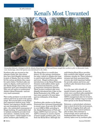 20  Eddies   	 Summer/Fall 2010
Kenai’s Most Unwanted
By Jeffry Anderson
swift-flowing Kenai River provides
little northern pike habitat, several
tributary streams do. These tributary
streams and their associated lake
systems also hold important habitat
for juvenile salmon and trout, and
northern pike threaten those native
fisheries.
As is the case with virtually all
aquatic invasive species, no easy fix
exists once a northern pike population
becomes established. However, the
ADFG management plan for invasive
northern pike outlines ways to control
their spread on the Kenai Peninsula.
Rotenone, a natural plant substance
that is short-lived in the environment,
kills fish by clogging their gills and
is one tool used to control northern
pike in lakes. But rotenone is
controversial, and is used only in
landlocked lakes that have been
entirely taken over by northern pike.
The Kenai River is a world-class
fishery. It’s the primary destination
for many visitors to Alaska who hope
to catch record-sized Chinook salmon
and trout.  Illegal northern pike
introductions on the Kenai Peninsula
threaten multi-million dollar sport
and commercial fisheries, as well
as important subsistence fisheries.
These invasive northern pike were
illegally introduced into a lake on the
Kenai Peninsula in the 1970s, and
have since spread to 16 more lakes
and two tributaries of the Kenai
River.
Northern pike catches on the Kenai
Peninsula have increased dramatically
in recent years, from only 36 in 1994
to over 2,000 in 2004, according to
the Alaska Department of Fish and
Game (ADFG) harvest surveys.  The
ADFG continues to receive reports
of sport-caught northern pike, even
from the Kenai River. Although the
Samantha Oslund, a biologist with the Alaska Department of Fish and Game, caught this northern pike in Alexander Lake,
near Anchorage, where the species was introduced in the 1950s.
AdrianBaer/ADFG
Northern pike are revered as the
ultimate trophy fish. But where
they have been illegally introduced
in parts of Alaska, they are reviled
for the serious problems they cause
for native fishes. Northern pike are
native to Alaska, north and west of
the Alaska Range where they are an
important sport and subsistence fish.
They are not native to southcentral
Alaska’s Kenai Peninsula—and are
very much unwanted.
This toothy predator co-evolved with
salmon and trout in much of its native
range. But several lakes on the Kenai
that supported rainbow trout, Dolly
Varden, and migratory Pacific salmon,
are now dominated by northern
pike—the unintended consequence of
illegal stocking. It’s particularly bad
in habitats needed by juvenile trout
and salmon—shallow, weedy, slow-
moving waters—which happen to be
prime northern pike habitat, too.
 